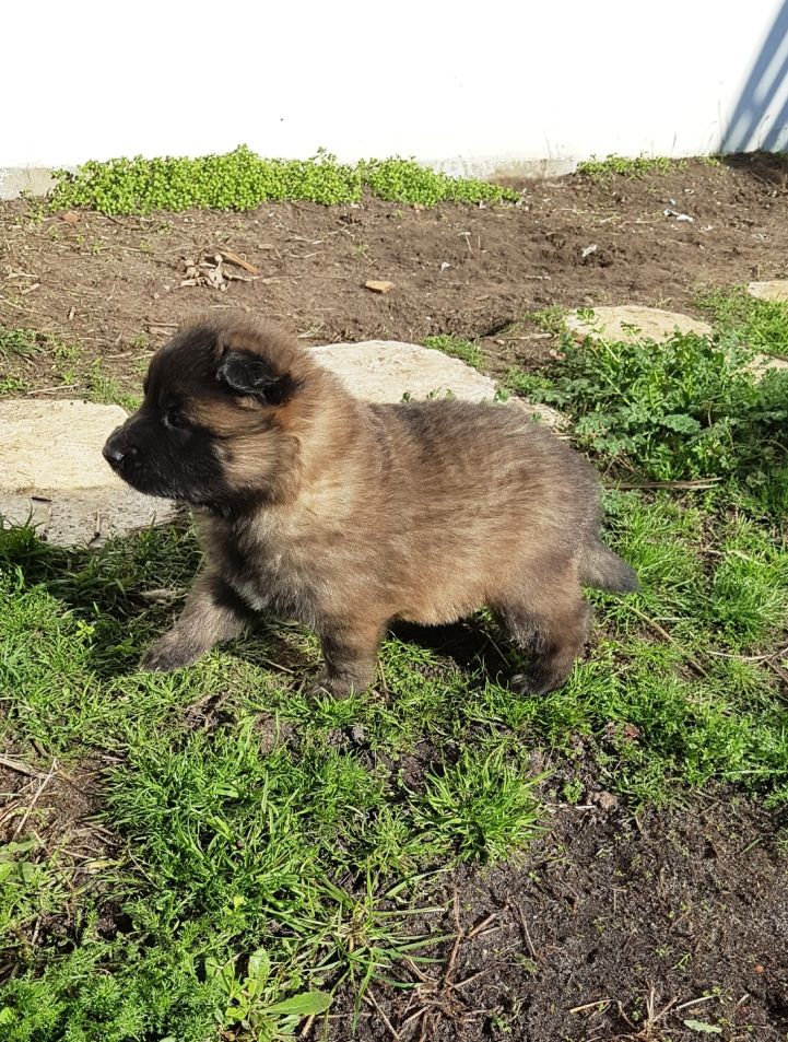 Chiot Berger Belge Des Gardiens Du Paradis Celte
