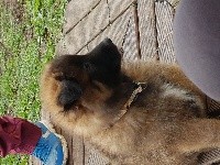 CHIOT